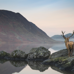 stag looking out over lake